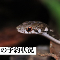 画像416